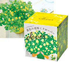 シアワセの黄色の花咲くクローバー栽培セット